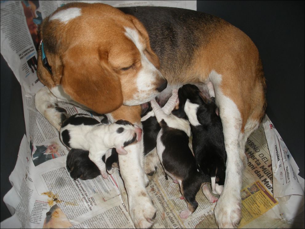 cuccioli amelie-8